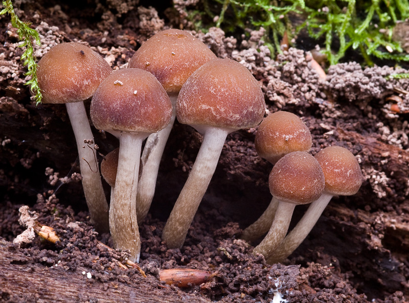 Psathyrella piluliformis